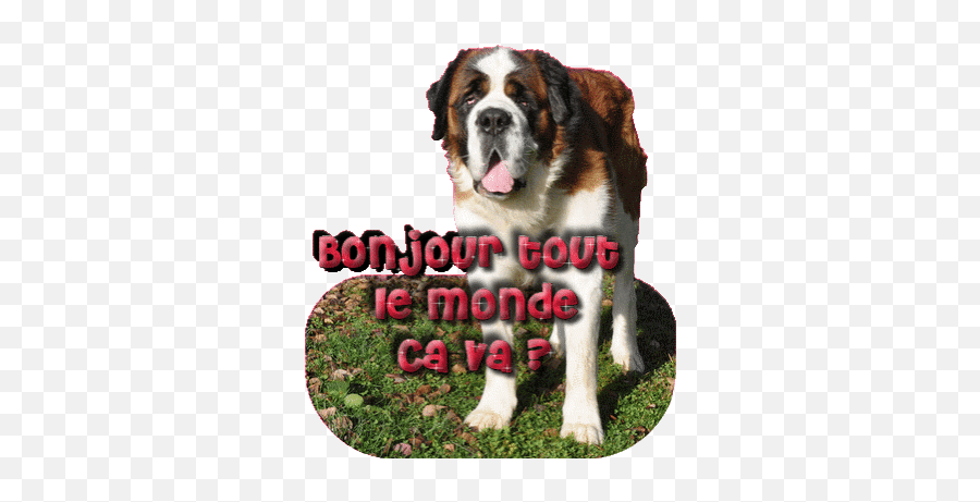 Top Le Mans Racer Stickers For Android U0026 Ios Gfycat - Fond D Écran Gif St Bernard Emoji,Bernard Emoji