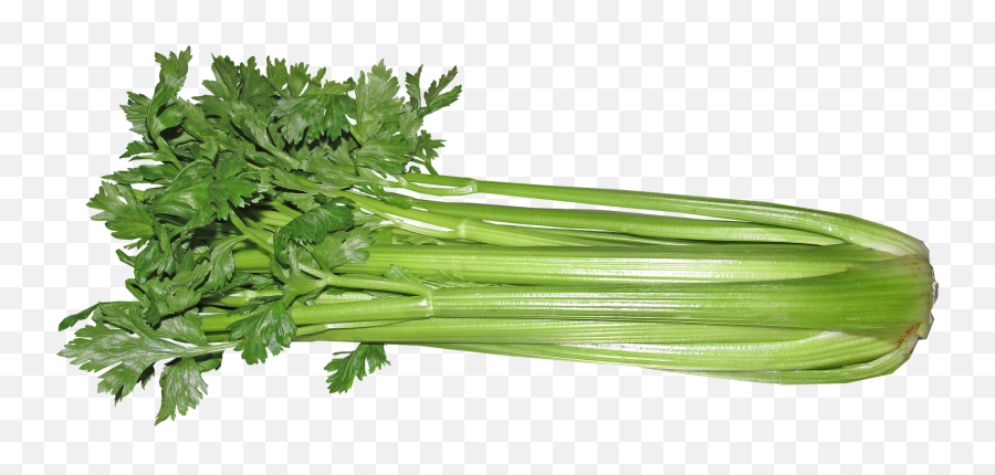 Can Gerbils Eat Celery You Need To Know This - Raw Celery Emoji,Gerbil Tail Emotions