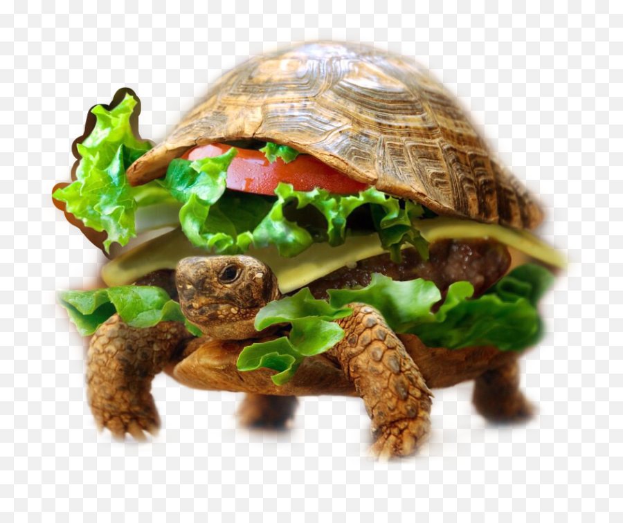 Discover Trending Turtle Stickers Picsart - Animals Dressed As Food Emoji,How To Make A Turtle Emoticon