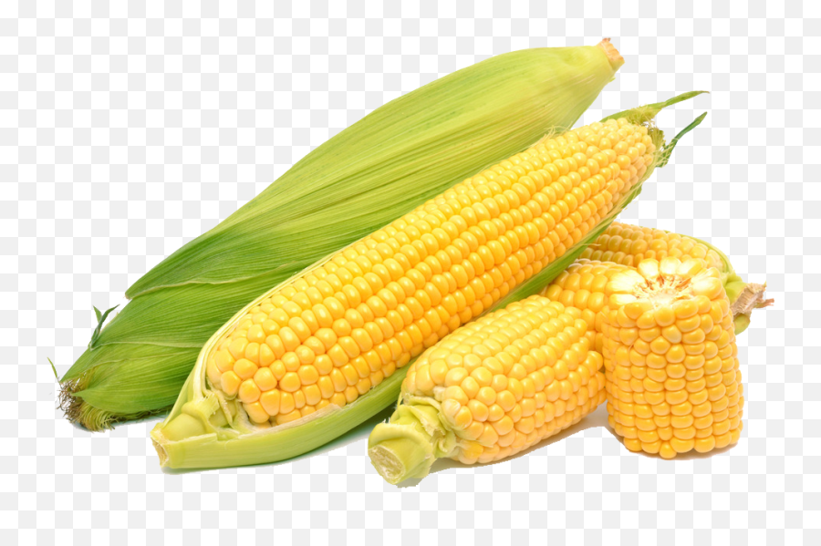 Corn On The Cob Maize Sweet Corn - Sweet Corn Corn Png Sweet Corn Png Emoji,Corn Emoji