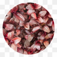 Shop Red Amaranth Microgreensu0027 Leaves Madar Farms - Amaranth Emoji,Order Of The Amaranth Emoji