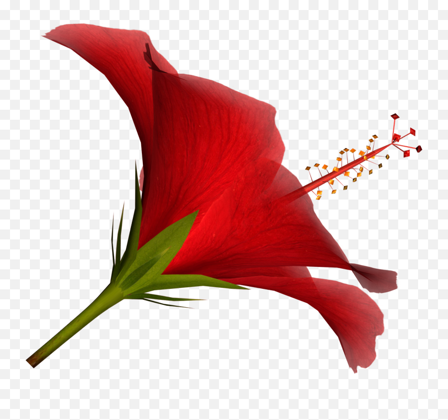 Free Hibiscus Flower Clipart Download Free Clip Art Free - Red Tropical Flower Png Emoji,Tropical Flower Emoji