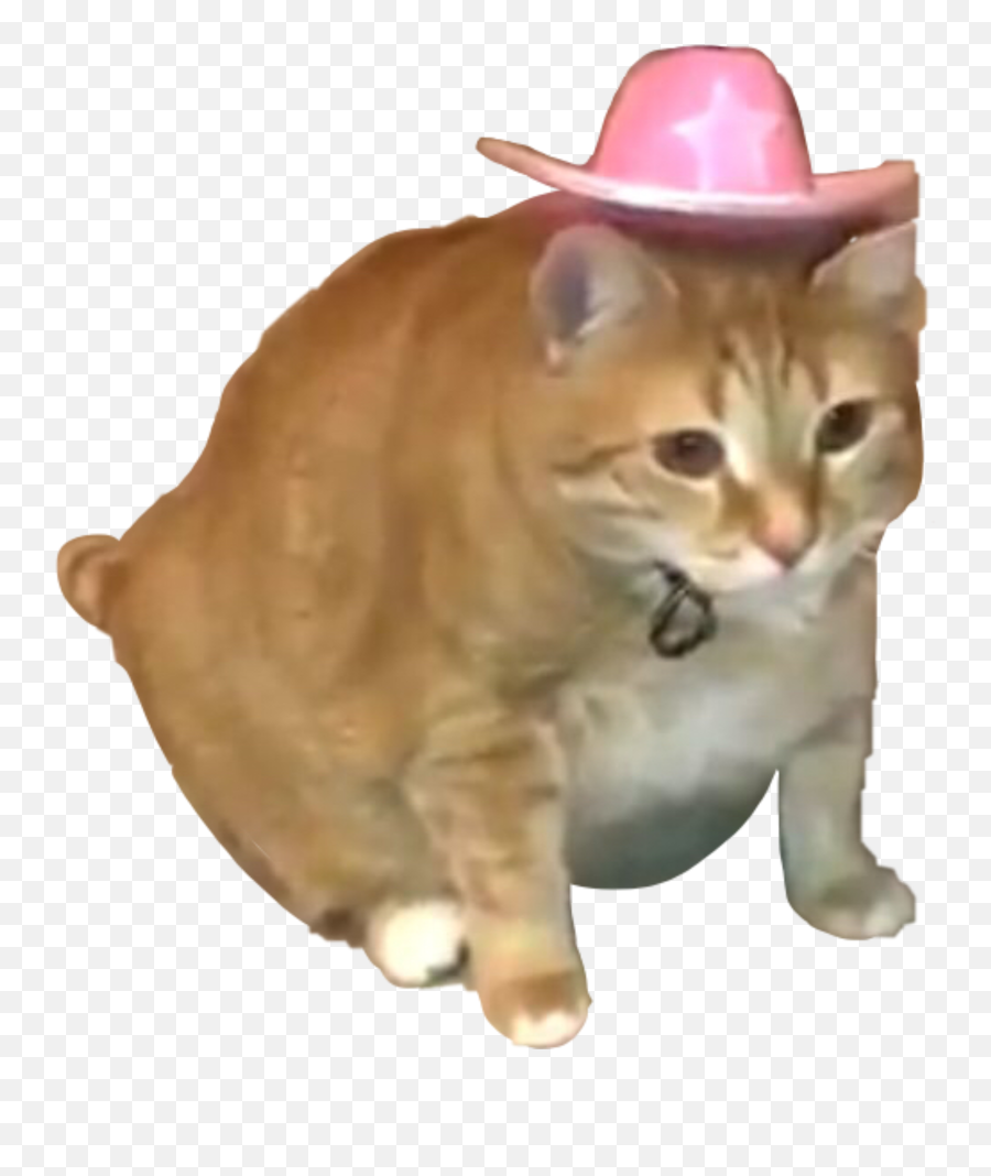 Cat Cats Catmeme Yeehaw Cowboy Sticker - Costume Hat Emoji,Cowboy Cat Emoji