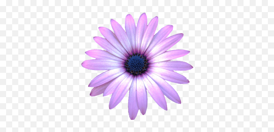 Free Blue Flower Transparent Background Download Free Clip - Purple Flower Clip Art Emoji,Purple Flower Emoji
