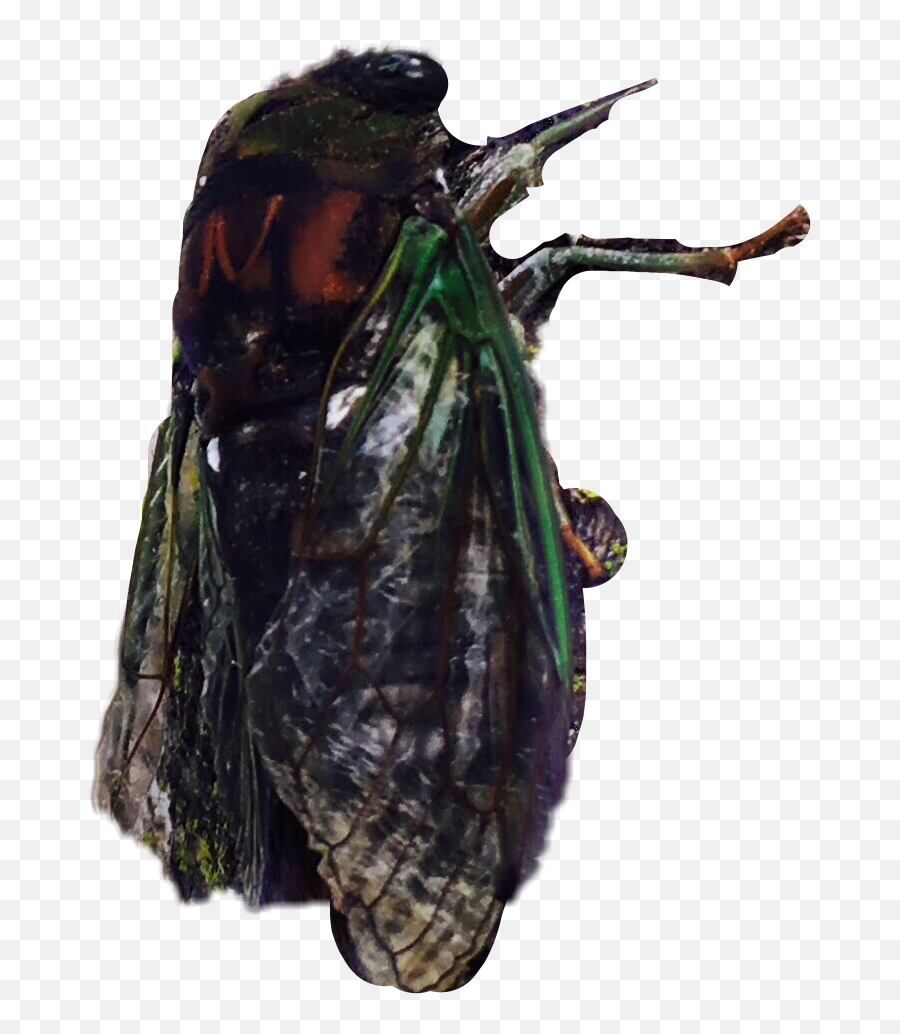 The Most Edited - Parasitism Emoji,Cicada Emoji