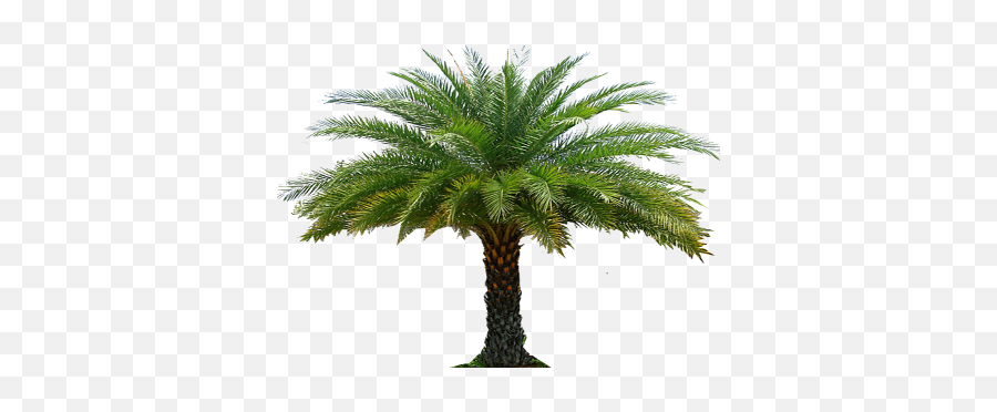 Download Date Palm Free Png Transparent Image And Clipart - Palm Tree In Garden Png Emoji,How To Make A Palm Tree Emoticon