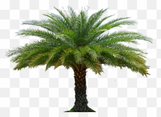 Download Date Palm Free Png Transparent Image And Clipart - Palm Tree In Garden Png Emoji,How To Make A Palm Tree Emoticon