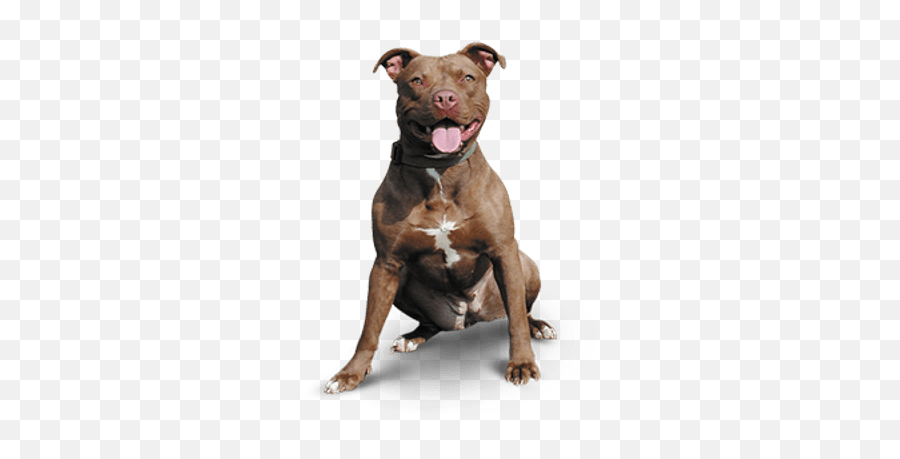 Pitbull Happy Transparent Png - Sales Dogs Types Emoji,Pitbulls Read Emotion