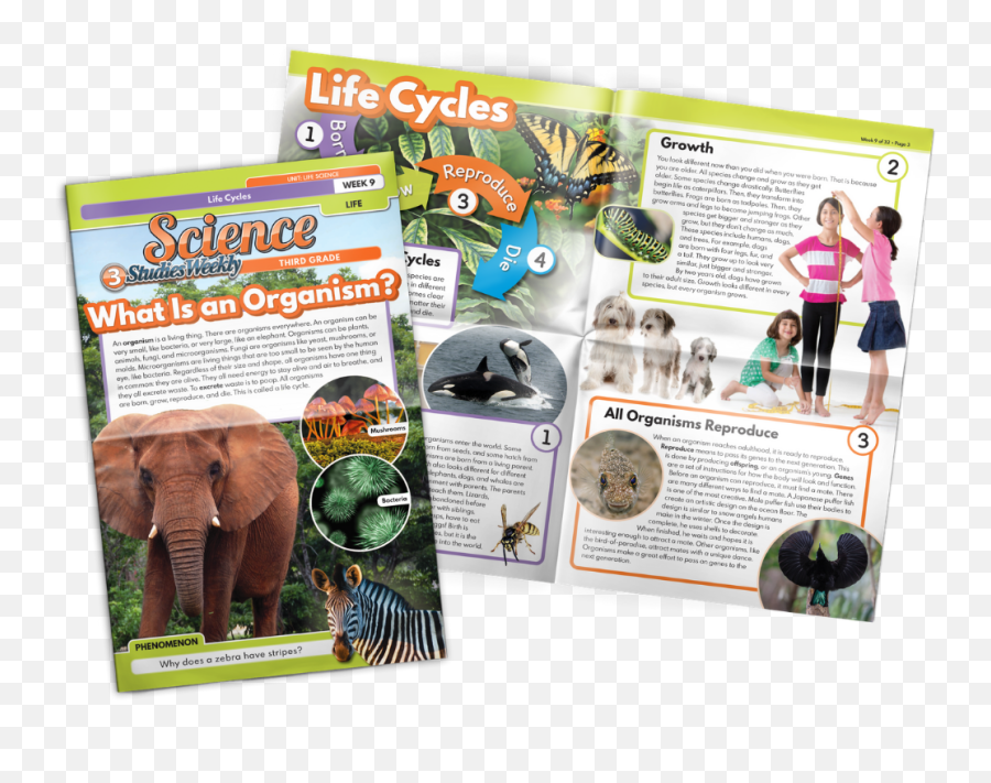 Studies Weekly New Social Studies U2013 New Social Studies - Indian Elephant Emoji,Elephants And Emotion