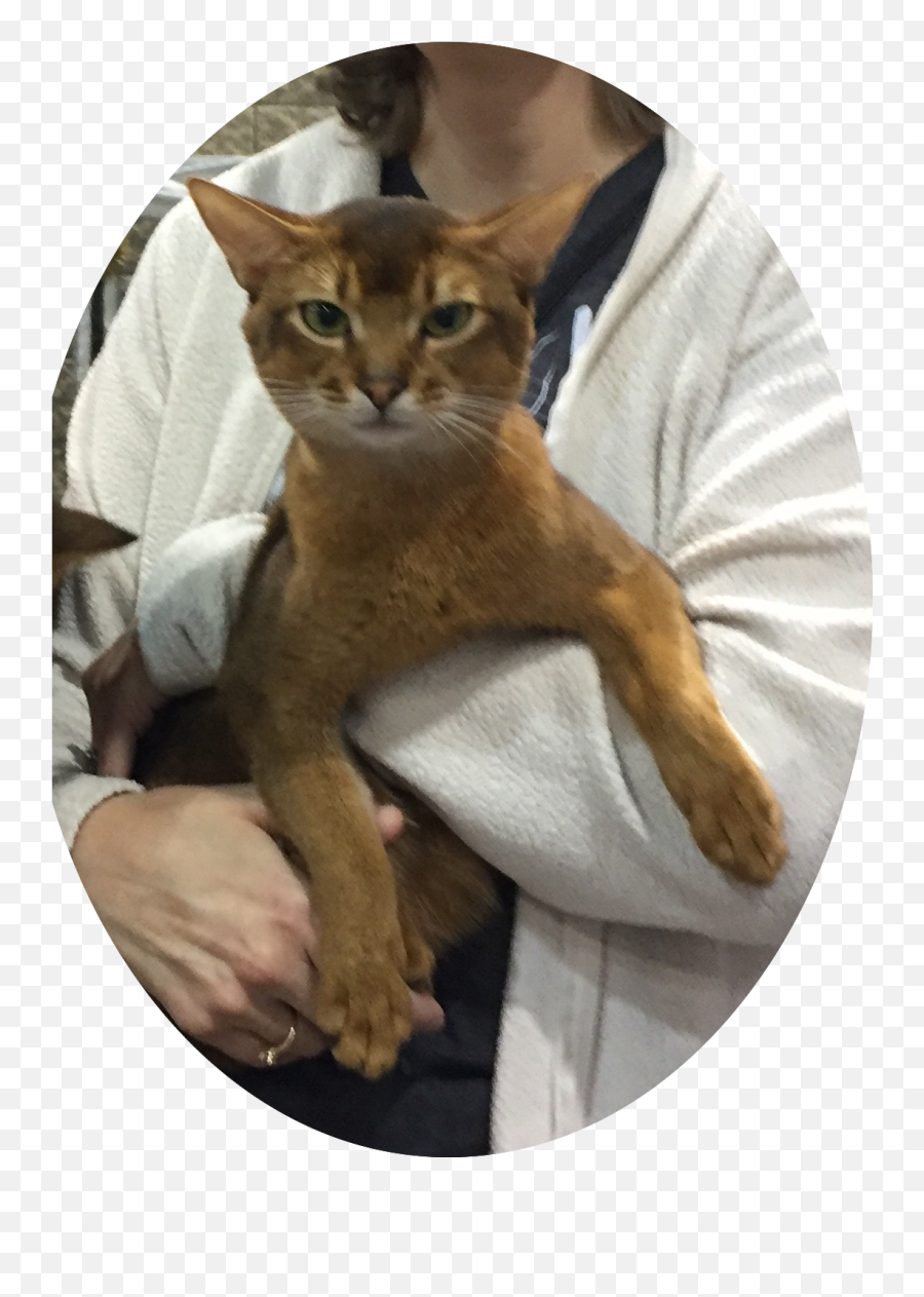 20 - 522510218nonsgml Kigkonsultse Icalcreator 226 Abyssinian Cat Emoji,Andrew Wk Emoji