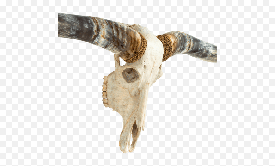 Longhorn Skull Xl Horns - White Storm Horn Emoji,Horns Metal Sign Emoji