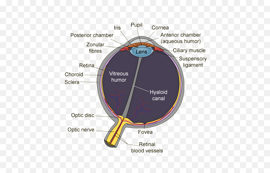 22 Biologyphysiolgy Ideas Anatomy Anatomy And Physiology Emoji,Iris Muscle Emotion