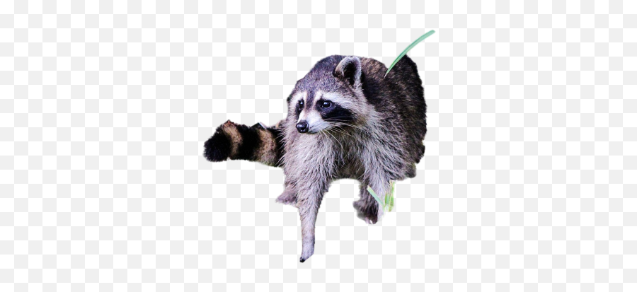 Farbkleks Png Images Download Farbkleks Png Transparent Emoji,Raccoon Expression Emojis