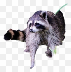 Farbkleks Png Images Download Farbkleks Png Transparent Emoji,Raccoon Expression Emojis
