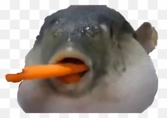 Largest Collection Of Free - Toedit Pufferfish Stickers Emoji,Discord Fish Emoji