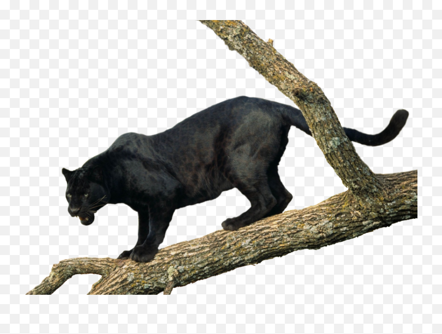 Jaguar Psd Official Psds - Black Panther Wild Cat Emoji,Jaguar Emoji