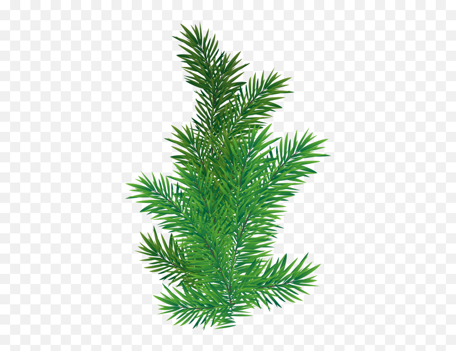 Pine Tree Branch Png Png Transparent - Pine Tree Branch Png Emoji,Pinecone Emoji