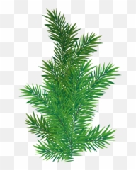 Pine Tree Branch Png Png Transparent - Pine Tree Branch Png Emoji,Pinecone Emoji