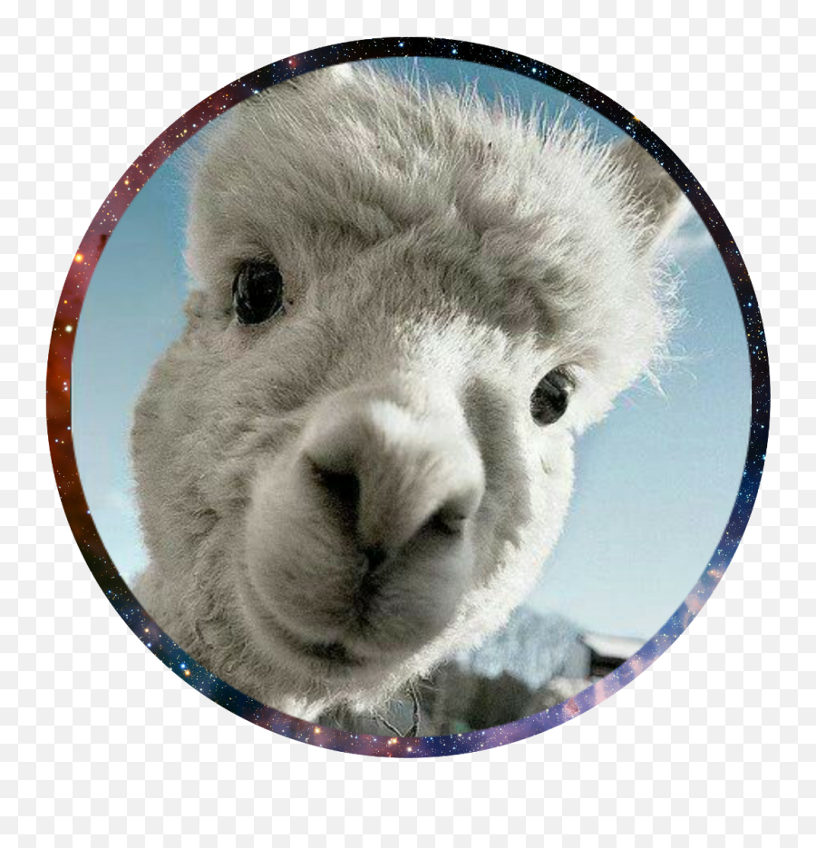 Llama Clipart Picsart Llama Picsart Transparent Free For - Llama Pics For Profile Emoji,Fortnite Llama Emoji