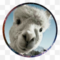 Llama Clipart Picsart Llama Picsart Transparent Free For - Llama Pics For Profile Emoji,Fortnite Llama Emoji