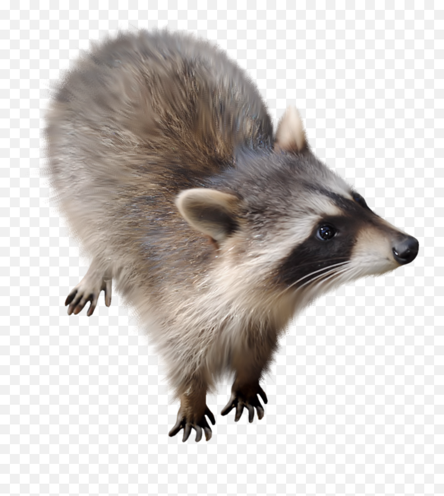 Raccoon Animal Sticker - Raccoon Emoji,Raccoon Youtube Emoji