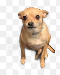 Chihuahua Small Cute Pets Sticker - Collar Emoji,Chihuahua Emoji