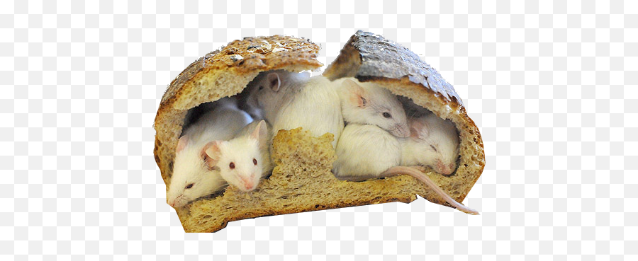 Cute Rats Cute Creatures Cute Animals - Food Weirdcore Emoji,Aminals Hiding Emotions