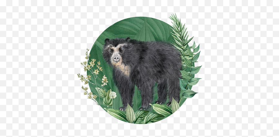 Home - Spectacled Bear Emoji,Emotions In Zoo Animals