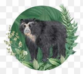 Home - Spectacled Bear Emoji,Emotions In Zoo Animals