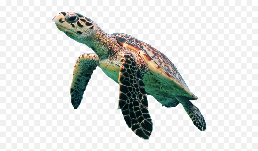 Turtle Png Resolution540x447 Transparent Png Image - Imgspng Green Sea Turtle With Transparent Background Emoji,Official Turtle Emoji