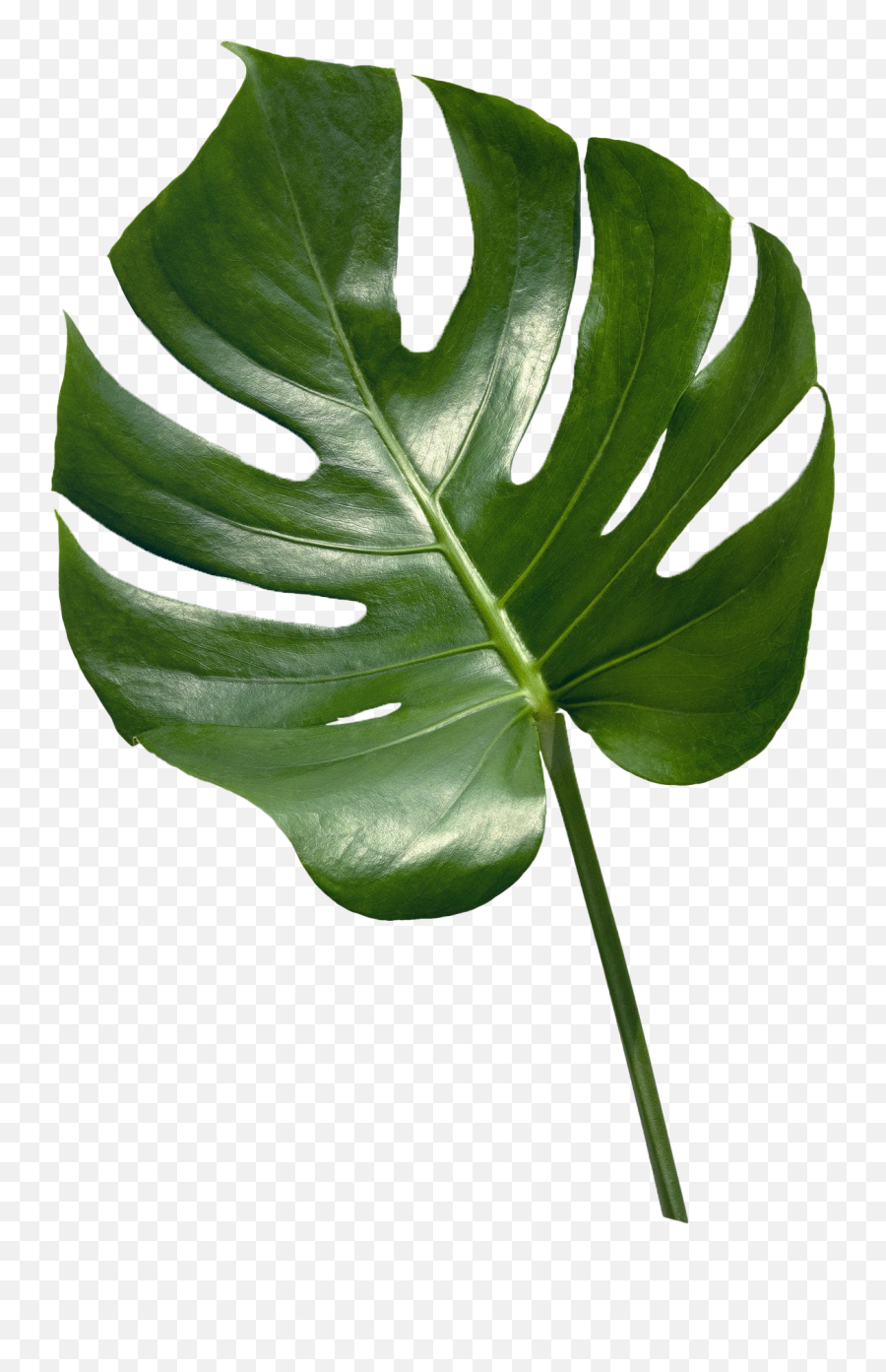 Plant With Whigte Back Ground Emoji,Plants Emotions Art
