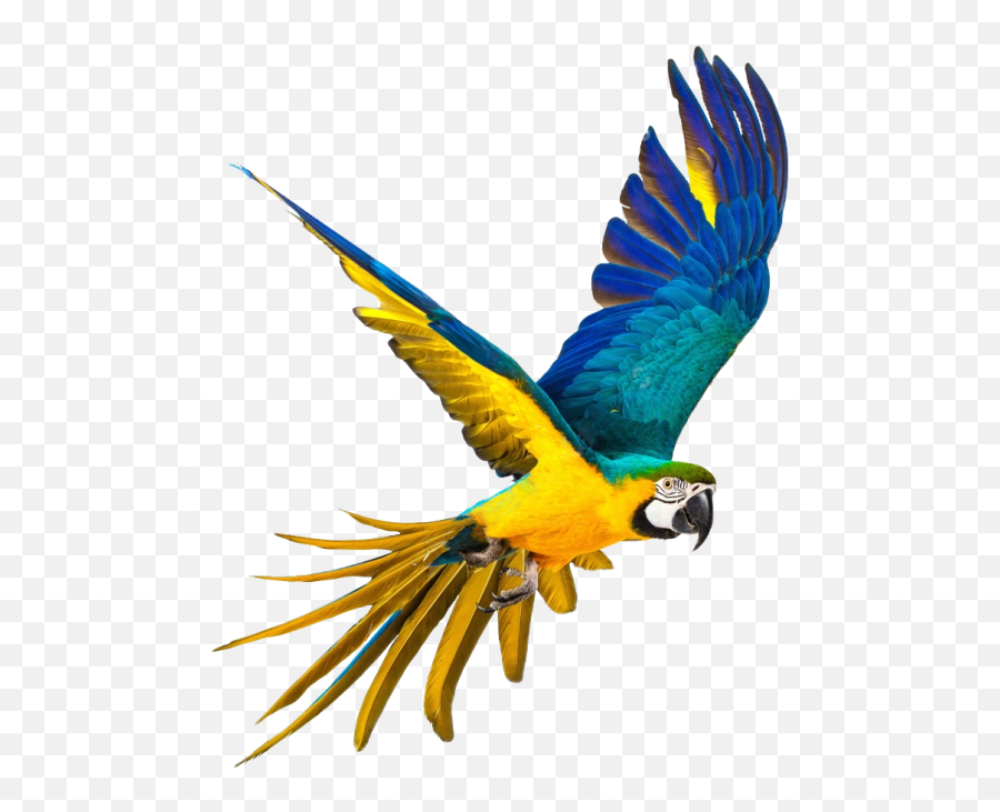 Parrot Png Transparent Image - Picsart Parrot Png Hd Emoji,Parrot Emoji