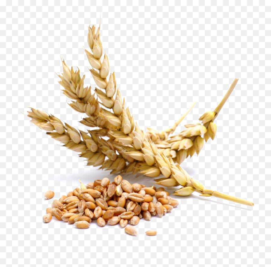 Wheat Png Transparent Image Png Arts Emoji,Wheat Emojis