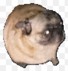 Emote Ideas Thread - Dancing Pug Gif Transparent Emoji,Megumin Emoji