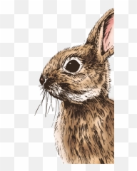 Cute - Mountain Cottontail Emoji,Rabbit Emotions