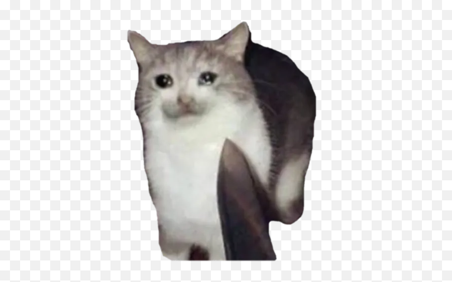 Cursed Cats By Rookie - Sticker Maker For Whatsapp Emoji,3336 Confused Cat Emoji