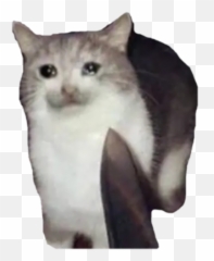 Cursed Cats By Rookie - Sticker Maker For Whatsapp Emoji,3336 Confused Cat Emoji