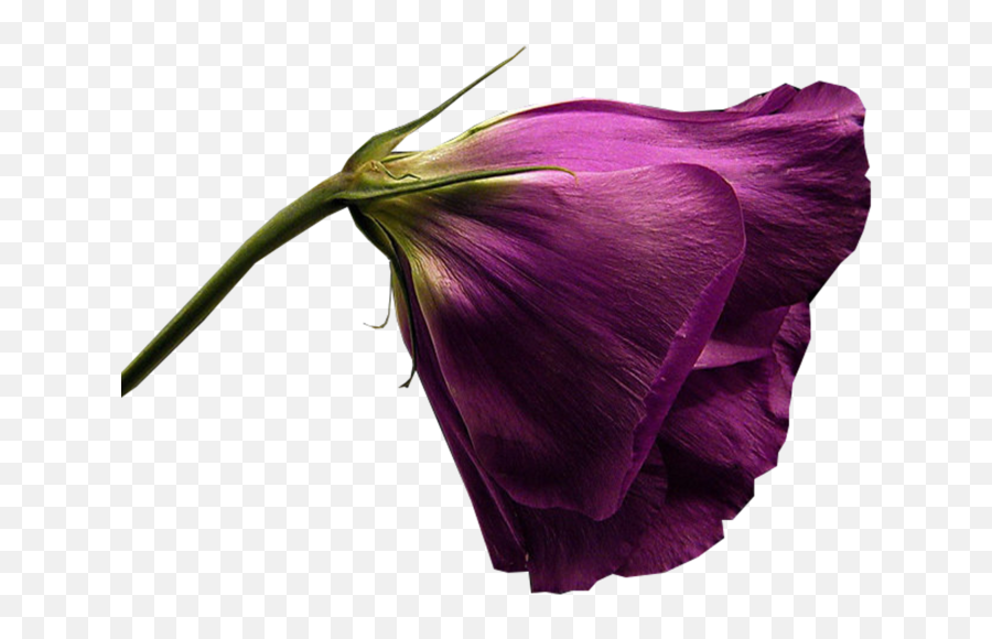Purple Flower Psd Official Psds - Hollyhocks Emoji,Purple Flower Emoji