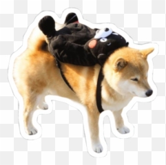 Shibe Shibenation Shiba Shibainu Emoji,Shibe Emoji