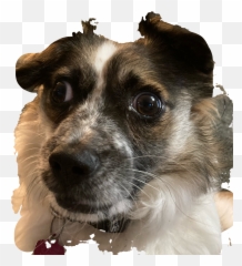 Discover Trending Dog Stickers Picsart - Vulnerable Native Breeds Emoji,Video Of Taking Dog Emoji And Making Girl With Shirt Up