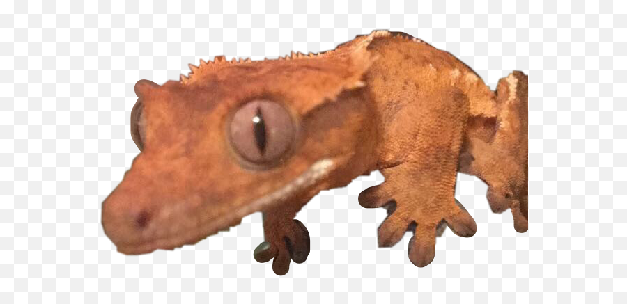 The Most Edited Crestedgecko Picsart Emoji,What Does Color Say About Crested Geckos Emotion