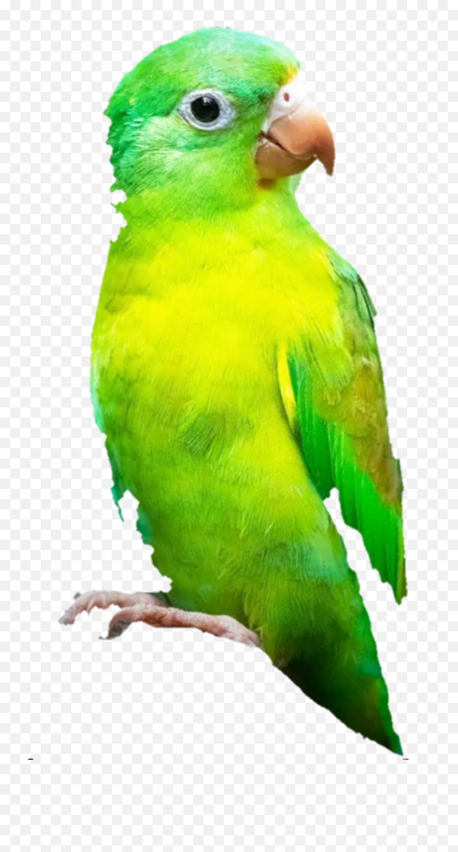 Popular And Trending - Budgerigar Emoji,Parrot Emoji