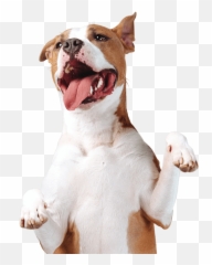 Nuestros Servicios - Dog Emoji,Emoji De Pasear Perro