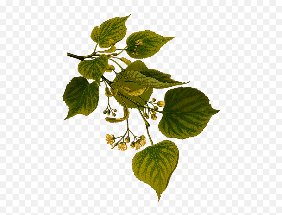 Tree And Herb Png U0026 Free Tree And Herbpng Transparent - Lime Tree Leaves Drawing Emoji,Herb Emoji