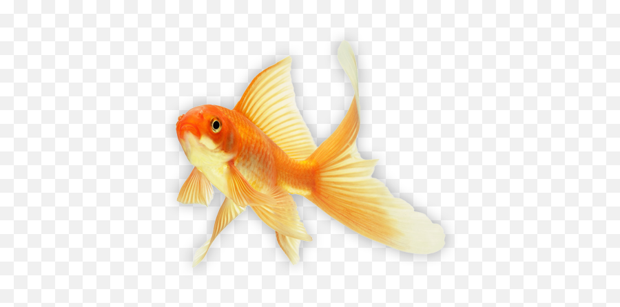 Goldfish Png Images Free Download Emoji,Gold Fidsh Emoji