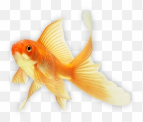 Goldfish Png Images Free Download Emoji,Gold Fidsh Emoji