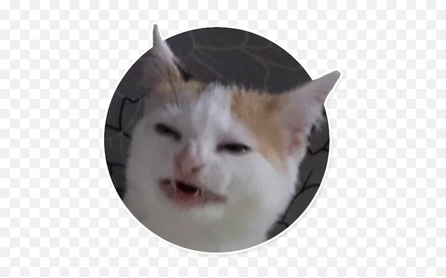 Caters Gonna Cate Telegram Stickers Emoji,3336 Confused Cat Emoji