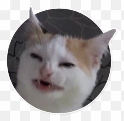 Caters Gonna Cate Telegram Stickers Emoji,3336 Confused Cat Emoji