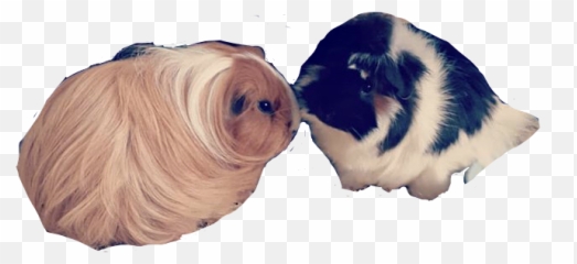 Popular And Trending Piggies Stickers Picsart - Soft Emoji,Guinea Pig Emoticon