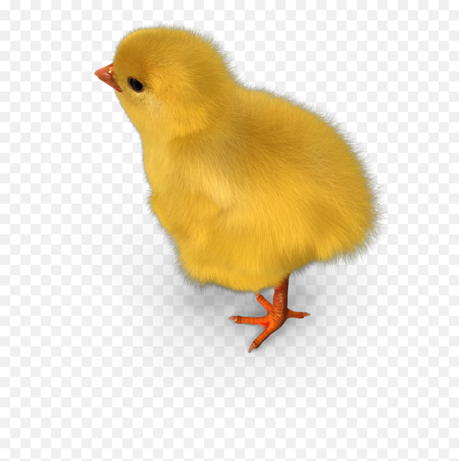 Chick Chicken Poultry Farm Sticker - Animal Figure Emoji,Poultry Leg Emoji